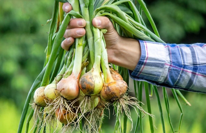 How to grow your own onions in the backyard