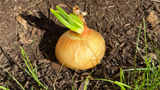 How to Grow Your Own Organic Onions